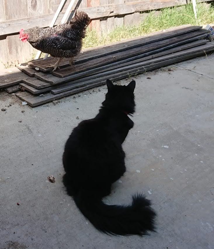 A cat and a chicken!